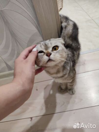 Шотландская вислоухая кошка бесплатно