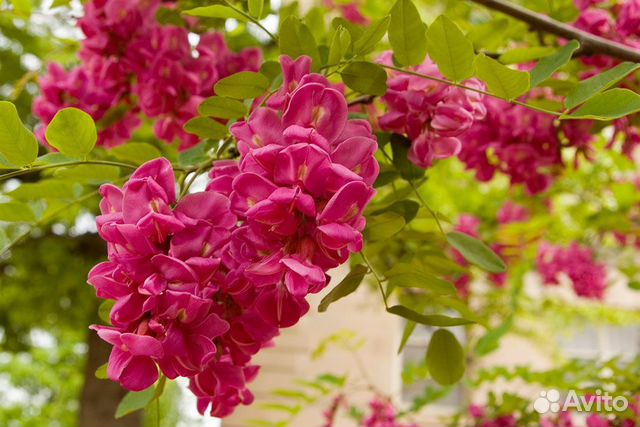 Семена и саженцы розовой белой и желтой акации