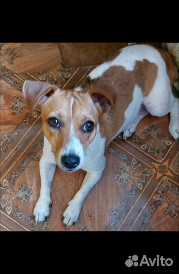 Джек Рассел терьер