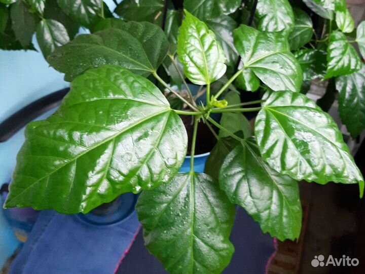 Гибискус китайская роза