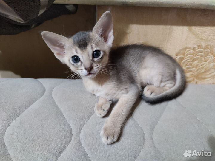 Абиссинская кошка