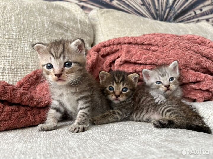 Британские котята