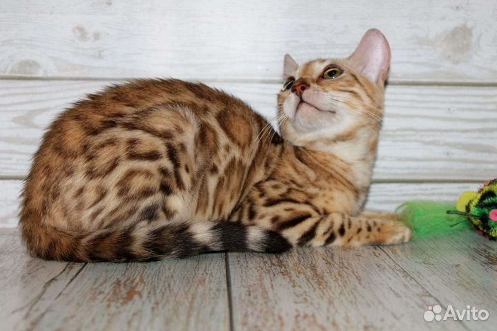Бенгальская кошка