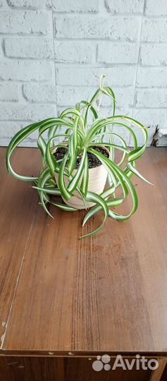 Хлорофитум