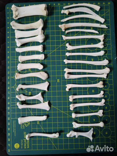 Кости набор