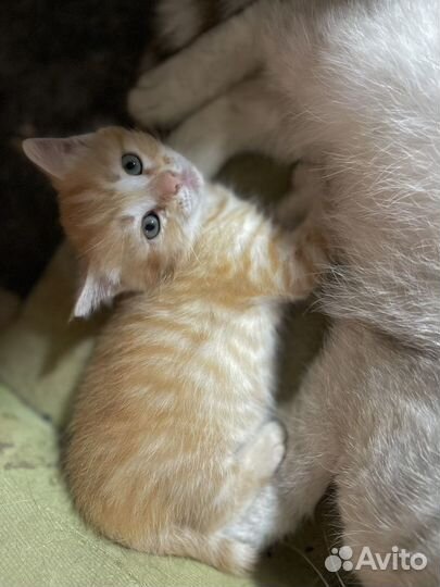 Рыжее солнышко котенок