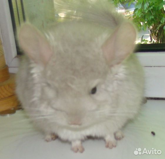 Бежевый фиолет носитель ангоры шиншилла мальчик