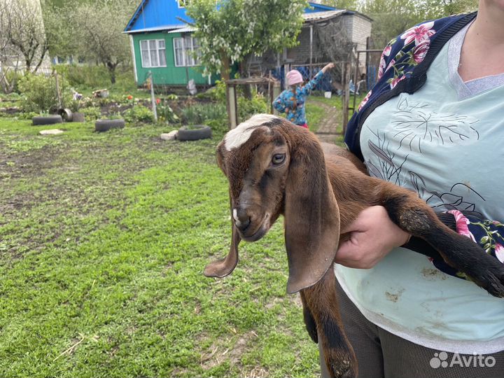 Нубийские козлята
