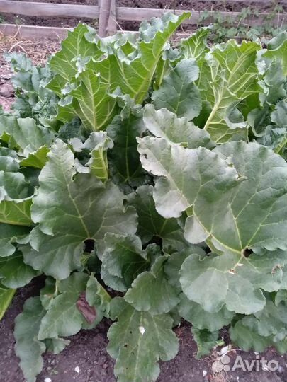 Ревень/рабарбор саженец/куст