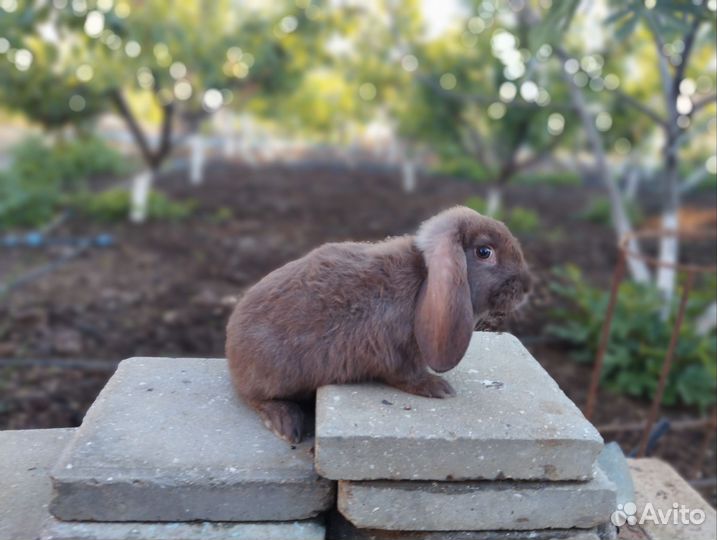 Кролики породы французский баран, фландеры