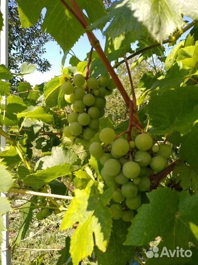 Продаю саженцы винограда