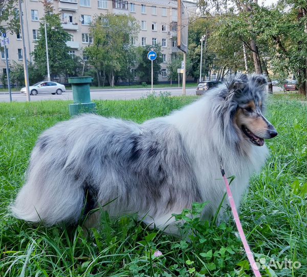 Колли,шпиц, для фотосессий,съёмок рекламы/кино