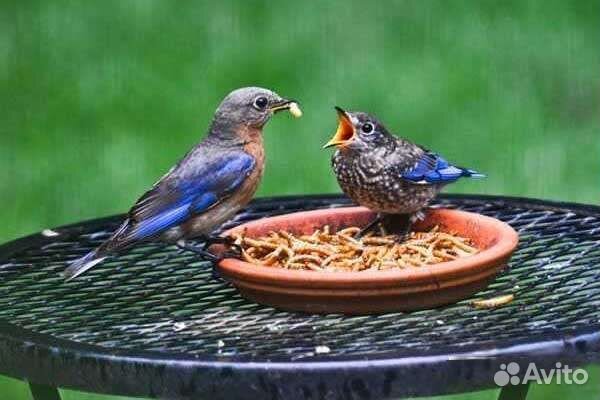 Мучной червь