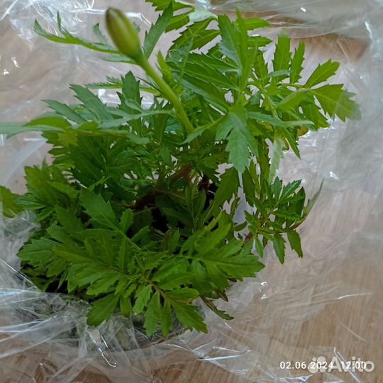 Рассада бархатцы низкорослые