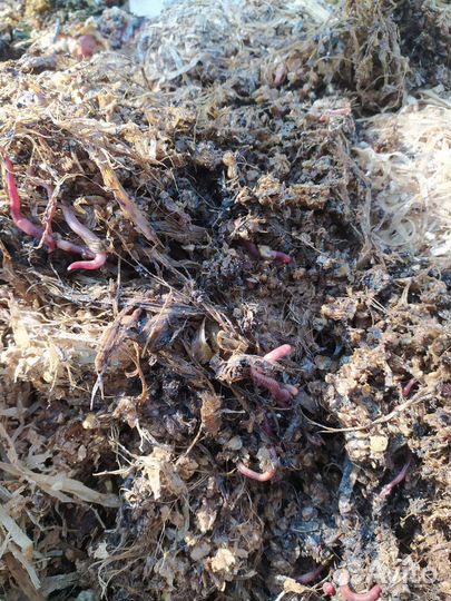 Червь навозный