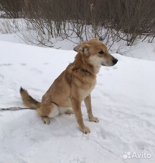 Лили в добрые руки