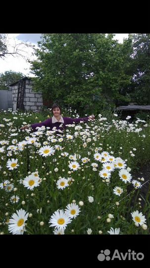 Ромашка, Чистец