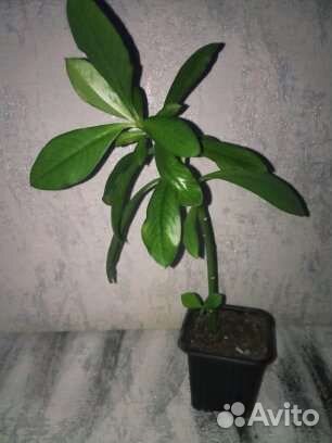 Синадениум Гранта(дерево любви)