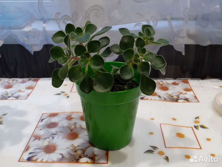 Аихризон (дерево любви)