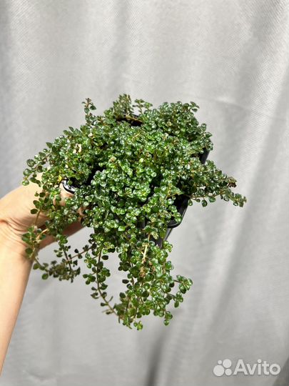 Комнатные цветы пилея