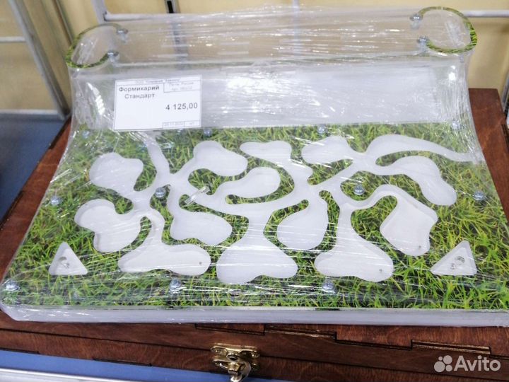 Муравьи Messor structor