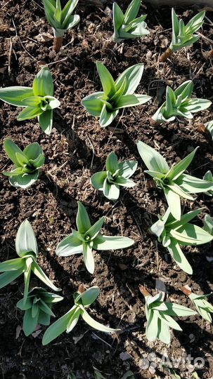 Лук Суворова, многолетний