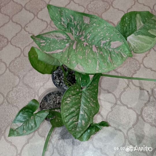 Цветы для дома