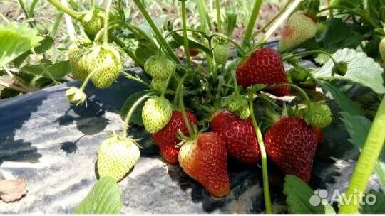 Рассада ремонтантной клубники