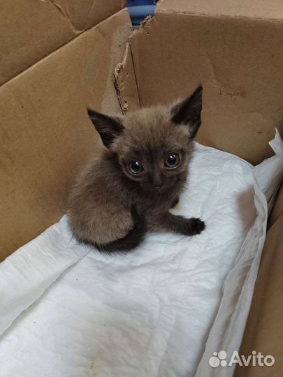 Котята в добрые руки бесплатно