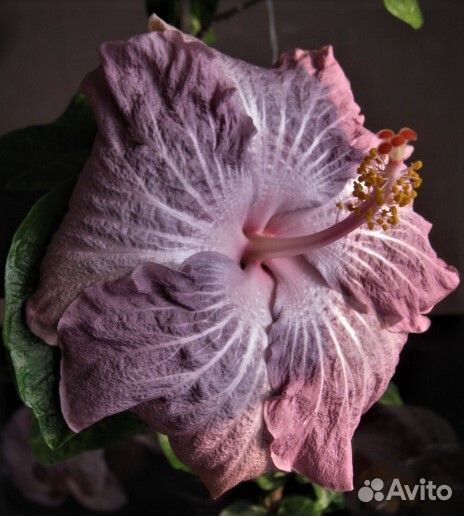 Укореняшки сортового гибискуса Pearl Rainbow