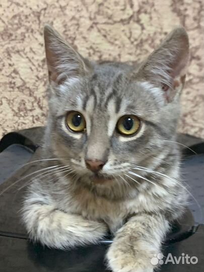 Котенок ищет дом