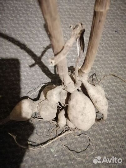 Георгины корень