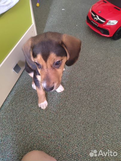 Щенки бигль