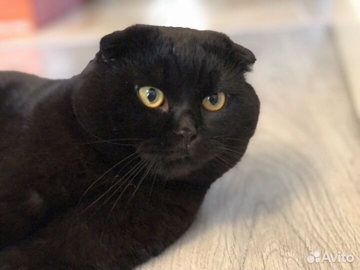 Кот для вязки (шотландец)