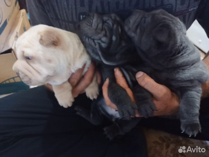 Собаки Щенки шарпей