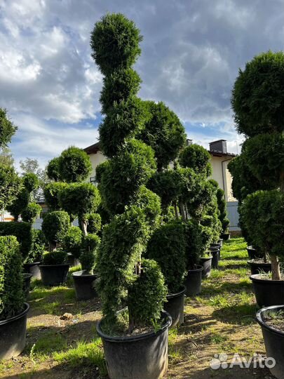 Туя из питомника