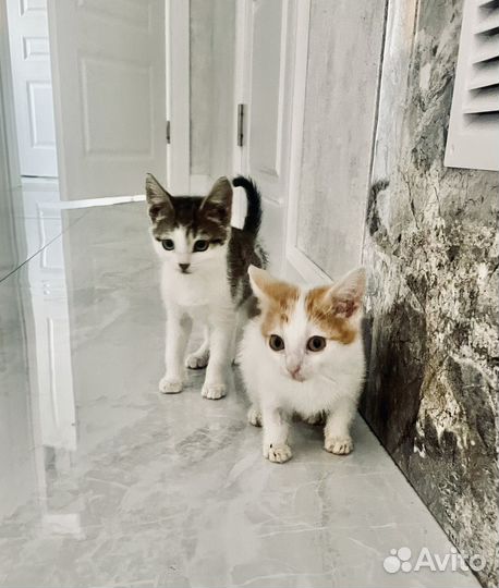 Котенок рыжий в добрые руки бесплатно