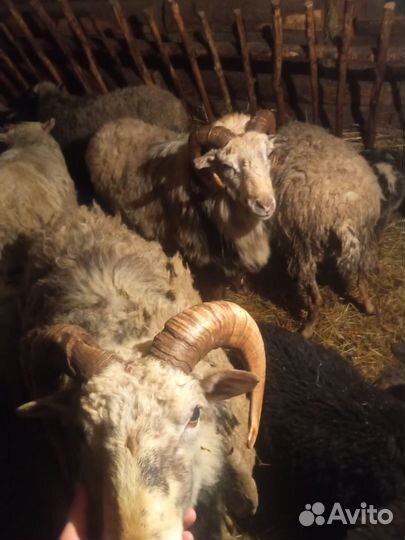 Овцы, бараны, ягнята