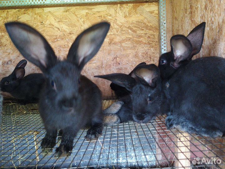 Кролики полтавское серебро