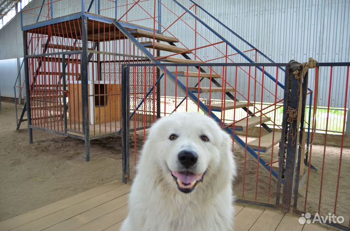 Дрессировка собак. Кинолог