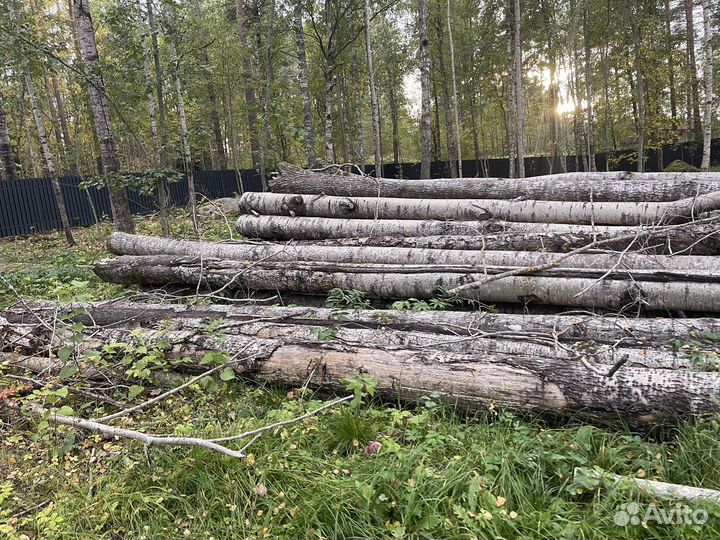 Дрова бесплатно самовывоз (стволы осины)