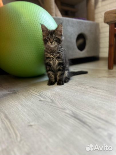 Котята мейн кун