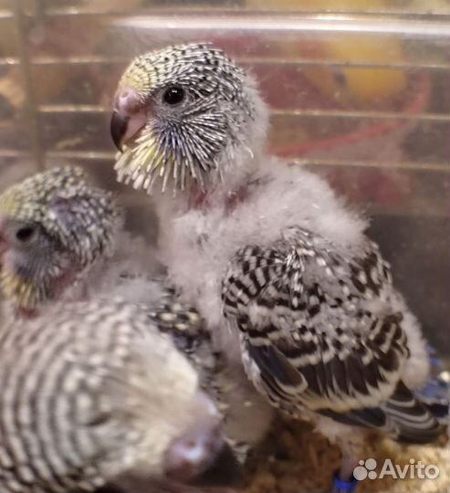 Выкормыши ввп чехи