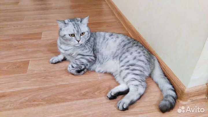 Шотландский кот