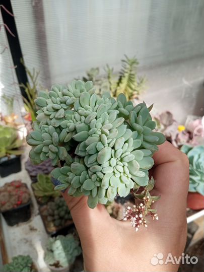 Суккуленты пахиверия эхеверия