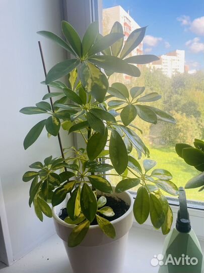 Продам цветы в горшках