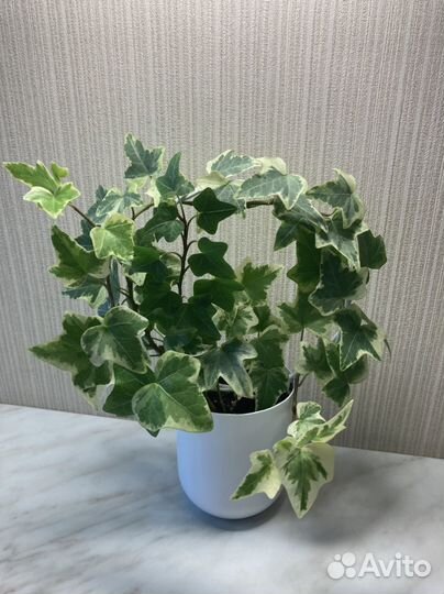 Хедера хеликс вайт (плющ)