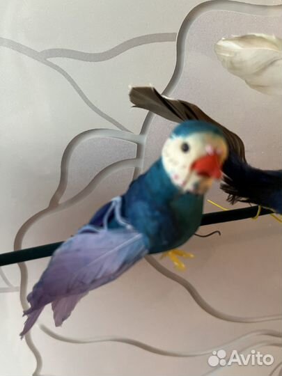 Декоративные птицы