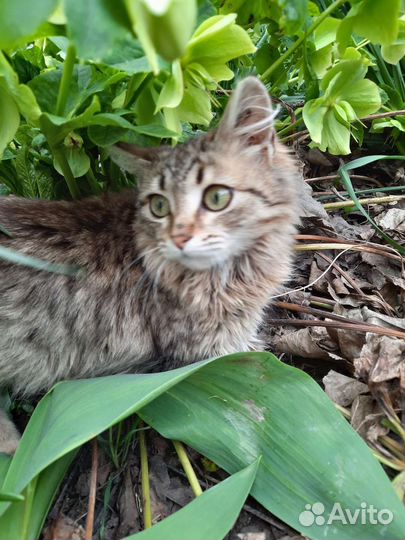 Молоденькая миниатюрная кошечка