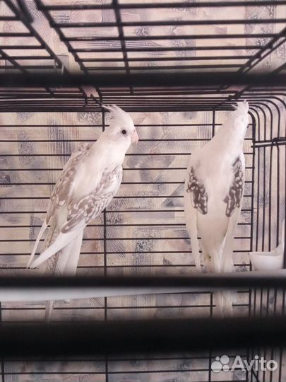 Попугаи безщëкая корелла птенцы